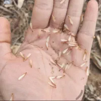 سم پاشی موریانه سوسک ساس سمپاشی تضمینی|خدمات نظافت|بندر ماهشهر, |دیوار