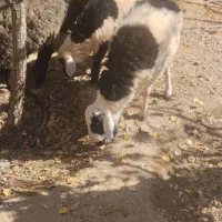 بره نر|حیوانات مزرعه|درمیان, |دیوار