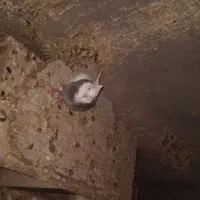 کفتر|پرنده|گناباد, |دیوار