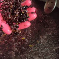 زرشک وآب زرشک کوهی تازه غلیظ وباکیفیت|خوردنی و آشامیدنی|سمنان, |دیوار