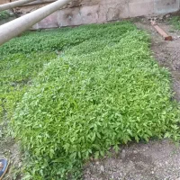 نشاء گرجه بادمجان  فلفل تند  فلفل دلمه