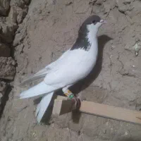 کفتر