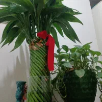 بامبو طبیعی|گل و گیاه طبیعی|مسجد سلیمان, |دیوار