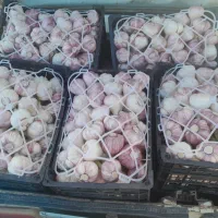 سیر قرمز همدان