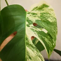 برگ انجیری ابلق، مانسترا ابلق