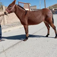 قاطر زرد ماچک