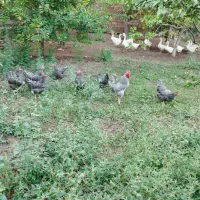 پیش فروش انواع جوجه طیور