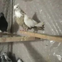 کبوتررنگی سینه دم قهوای طوقی پرشی|پرنده|کرج, حصارک بالا|دیوار