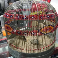 سهره خاکی نر مست