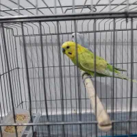 مرغ عشق|پرنده|بندر کنگان, |دیوار