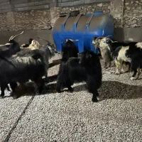 پازن چاق درجه یک