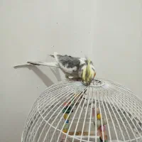 عروس هلندی سخنگو|پرنده|کرمان, |دیوار