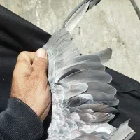 کبوتر گوره آی|پرنده|برازجان, |دیوار