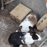 چنددانه خرگوش بزرگ مادهاباررهستن دانه ۱۵۰