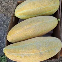 بذرخربزه مشهدی