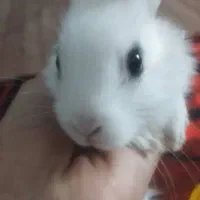 بچه خرگوش|موش و خرگوش|بم, |دیوار