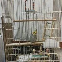 عروس هلندی نر  سخنگو دستی