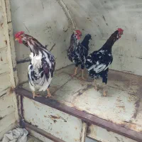 خروس گلین لری