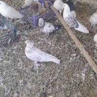 ۱۵ عدد کبوتر|پرنده|کرج, کمال‌شهر|دیوار