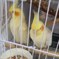 عروس هلندی لوتینو جفت مولد