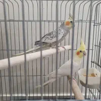 ۱جفت عروس هلندی با تخم