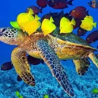 تور قشم * کیش هوایی * مشهد مقدس