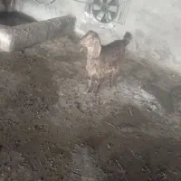 بز افقانی اصل