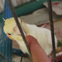 عروس هلندی بچه نیمه دستی بدون قفص