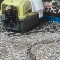 باکس سگ
