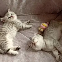 ۲ تا پسر بریتیش چینچیلا سیلور