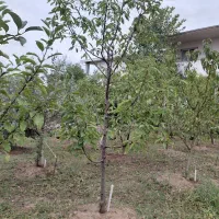 فروش-زمین-ویلایی-400-متری-شهرک-دربند