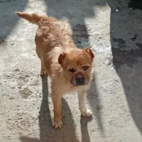 واگذاری پاکوتاه