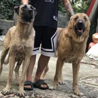 واگذاری سگ سرابی وپژدر