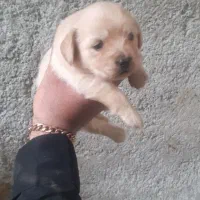 شیتزو اصیل زیبا