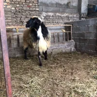 گوسفند نر جوون بسیار عای