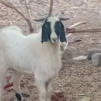 گوسفند فروشی فوری