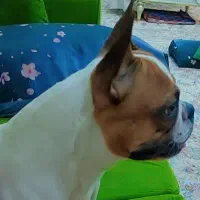 واگذاری فرنچ بولداگ