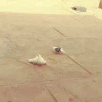 چند عدد کبوتر پرشتی|پرنده|ویسیان, |دیوار