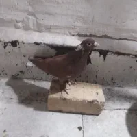 نره سرخ موش پا با4تا پرشی