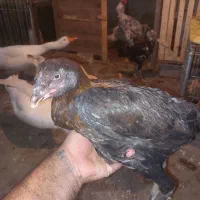 فروش یک عدد مرغ لاری