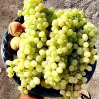 دوشاب اسکو ،درمانی