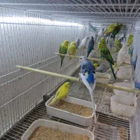 کاسکو|پرنده|قشم, |دیوار