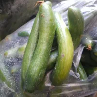 خیار سالادی چهار کیسه