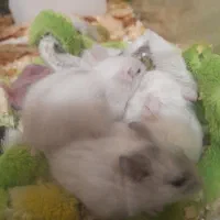 تعدادی همستر سالم و بازیگوش