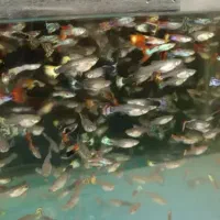 ماهی گوپی کوپی میکس مفت