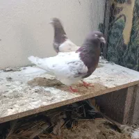 سیاه و کله قرمز و سبز