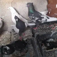 جفت سینه‌ ای|پرنده|مسجد سلیمان, |دیوار