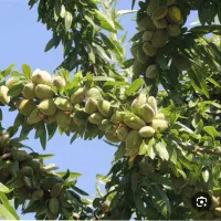 نهال بادام پوست کاغذی و دیرگل