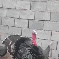 بوقلمون ماده ی دونه