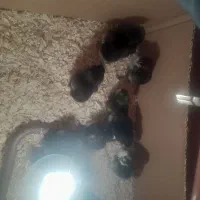 جوجه مرندی|حیوانات مزرعه|شوط, |دیوار